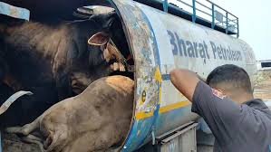 Kathua Police Thwart Three Bovine Smuggling Attempts; 49 Cattle Rescued, 3 Punjab-Origin Trucks Seized